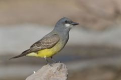 Cassin's Kingbird, Tyrannus vociferans