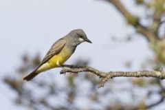 Cassin's Kingbird, Tyrannus vociferans