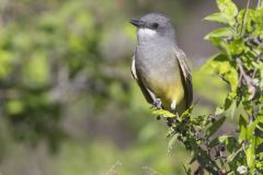 Cassin's Kingbird, Tyrannus vociferans