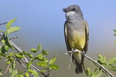Cassin's Kingbird, Tyrannus vociferans