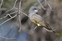Cassin's Kingbird, Tyrannus vociferans