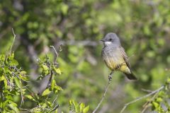 Cassin's Kingbird, Tyrannus vociferans
