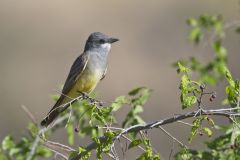 Cassin's Kingbird, Tyrannus vociferans