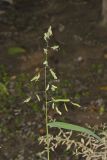 Catchfly Grass, Leersia lenticularis