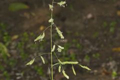 Catchfly Grass