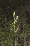 Catchfly Grass, Leersia lenticularis