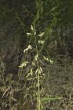 Catchfly Grass, Leersia lenticularis