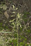 Catchfly Grass, Leersia lenticularis