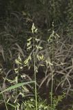 Catchfly Grass, Leersia lenticularis