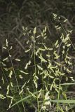 Catchfly Grass, Leersia lenticularis