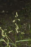 Catchfly Grass, Leersia lenticularis