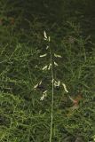 Catchfly Grass, Leersia lenticularis