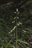 Catchfly Grass, Leersia lenticularis