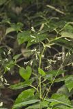 Catchfly Grass, Leersia lenticularis