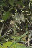 Catchfly Grass, Leersia lenticularis