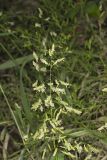 Catchfly Grass, Leersia lenticularis