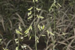 Catchfly Grass, Leersia lenticularis