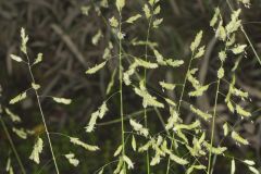 Catchfly Grass, Leersia lenticularis