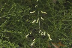 Catchfly Grass, Leersia lenticularis