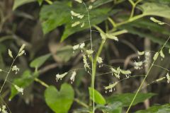 Catchfly Grass, Leersia lenticularis
