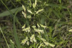 Catchfly Grass, Leersia lenticularis