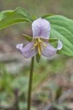 Catesby's Trillium, Trillium catesbaei