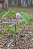 Catesby's Trillium, Trillium catesbaei