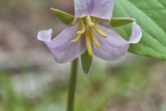 Catesby's Trillium, Trillium catesbaei
