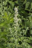 Catnip, Nepeta cataria