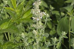 Catnip