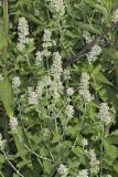 Catnip, Nepeta cataria