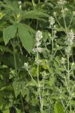 Catnip, Nepeta cataria