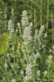 Catnip, Nepeta cataria