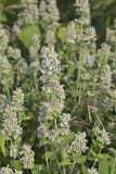 Catnip, Nepeta cataria