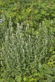 Catnip, Nepeta cataria