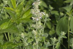 Catnip, Nepeta cataria