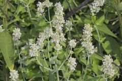 Catnip, Nepeta cataria