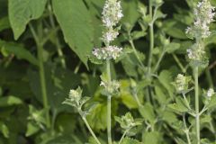 Catnip, Nepeta cataria