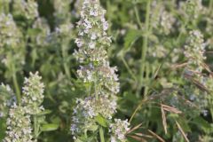 Catnip, Nepeta cataria