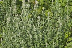Catnip, Nepeta cataria