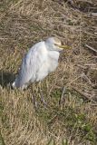 Cattle Egret, Bubulcus ibis