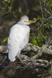 Cattle Egret, Bubulcus ibis