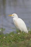Cattle Egret, Bubulcus ibis