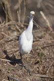 Cattle Egret, Bubulcus ibis
