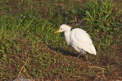Cattle Egret, Bubulcus ibis