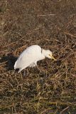 Cattle Egret, Bubulcus ibis