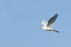 Cattle Egret, Bubulcus ibis