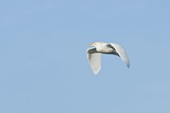 Cattle Egret, Bubulcus ibis