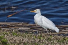 Cattle Egret, Bubulcus ibis