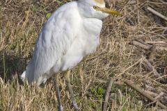 Cattle Egret, Bubulcus ibis